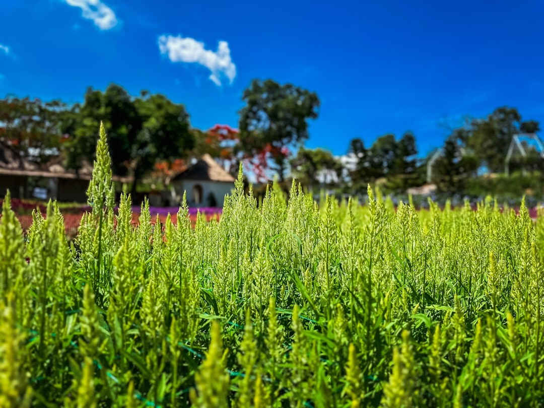 beautiful garden view